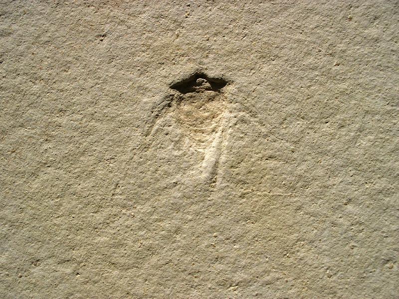 Prolystra lithographica Bild &copy;